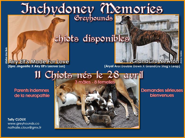 chiot Greyhound Inchydoney Memories