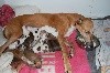  - Ils sont nés ! 12 chiots Greyhounds