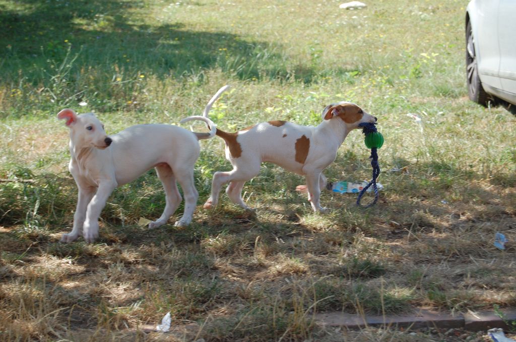 Inchydoney Memories - Les chiots ont sept semaines !