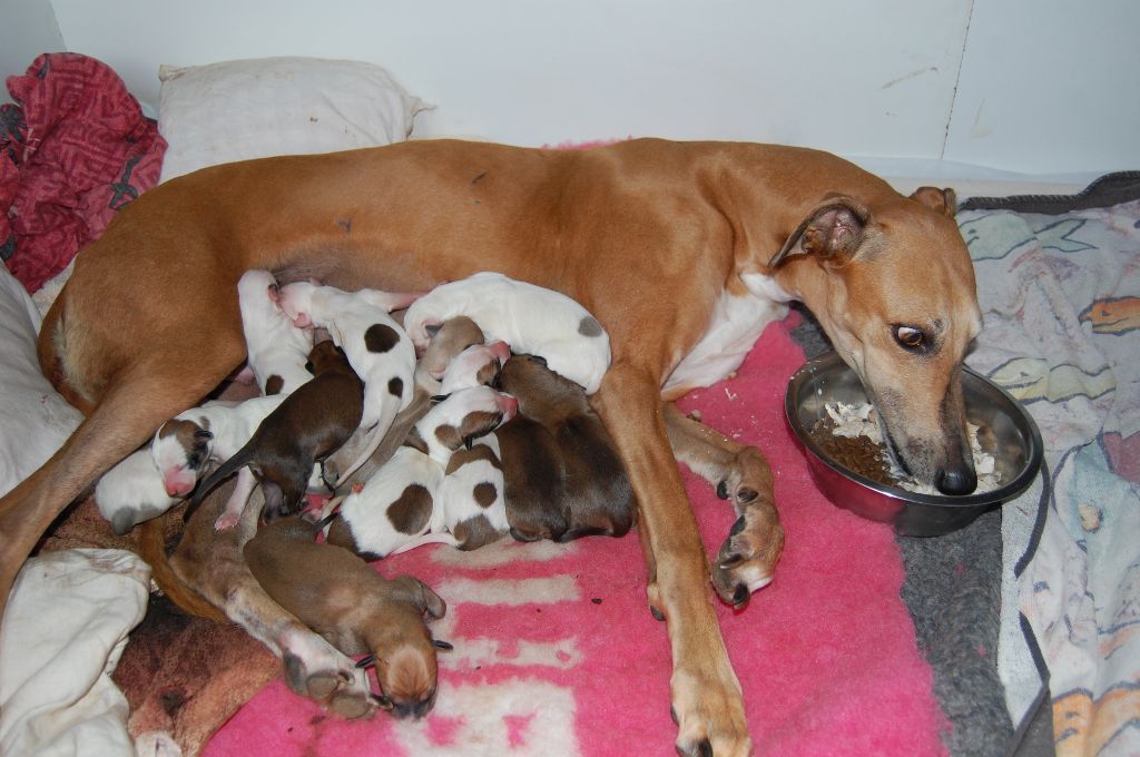 Inchydoney Memories - Ils sont nés ! 12 chiots Greyhounds