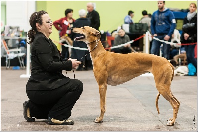 Inchydoney Memories - Encore un CACIB pour Ljuba !