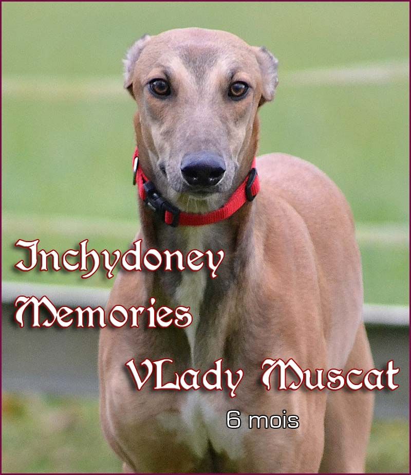 Inchydoney Memories - Chiot disponible  - Greyhound