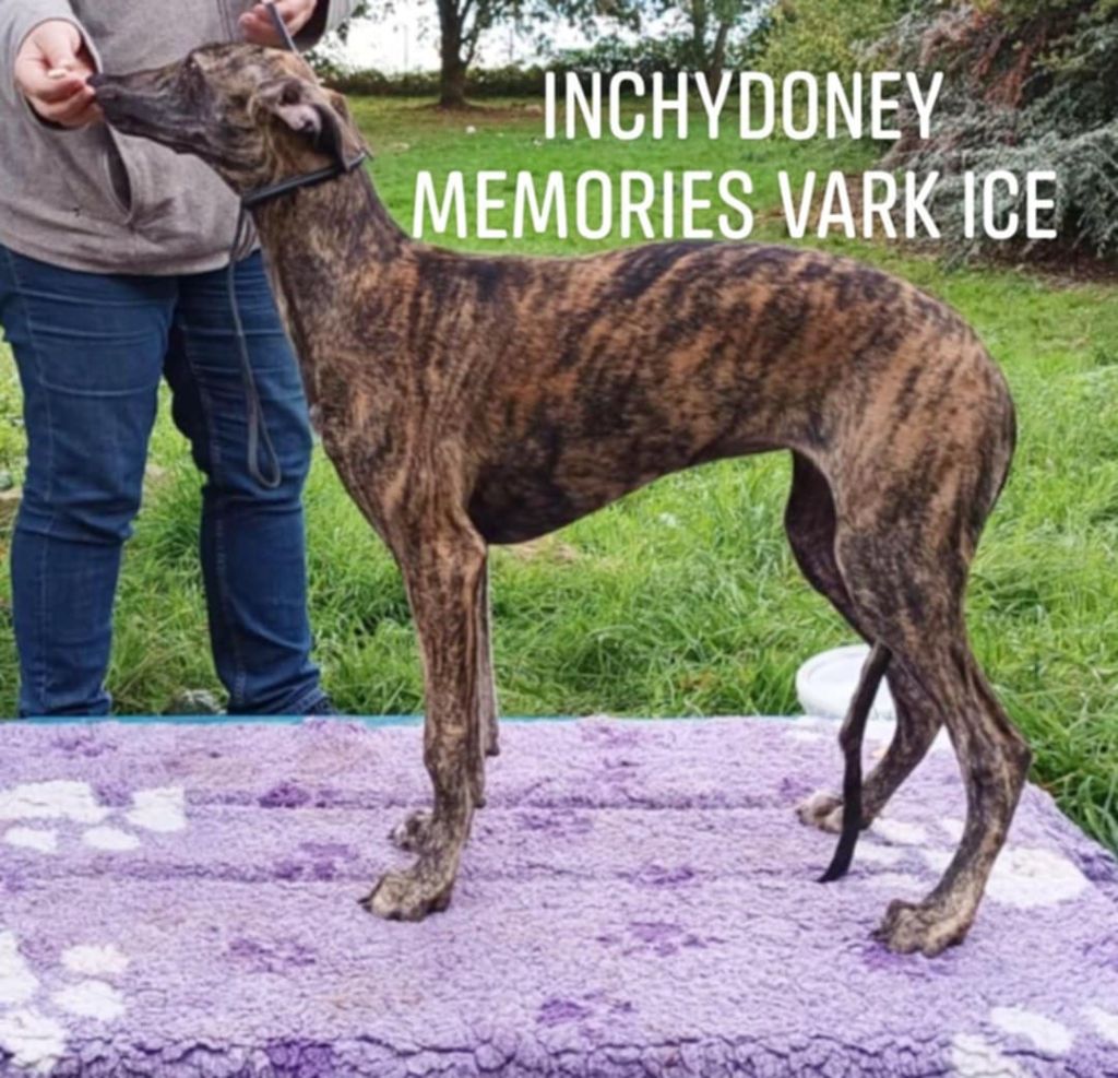 Inchydoney Memories - Chiot disponible  - Greyhound