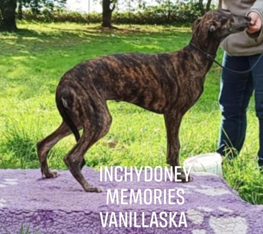 Inchydoney Memories - Chiot disponible  - Greyhound