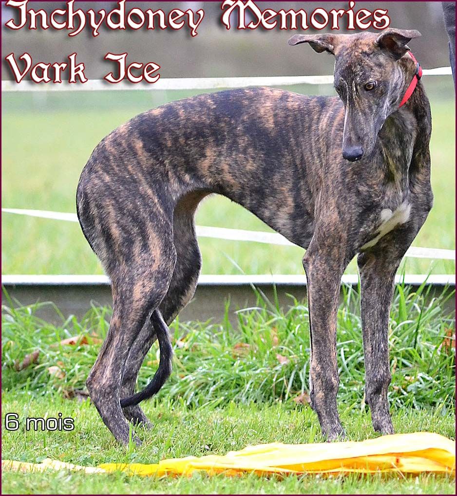 Inchydoney Memories - Chiot disponible  - Greyhound