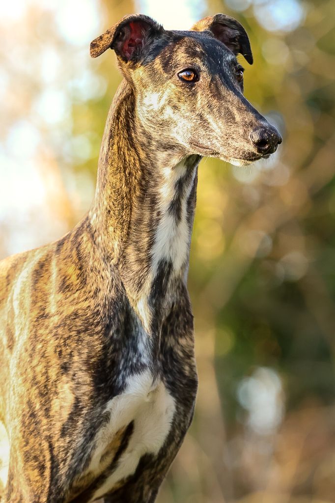 Inchydoney Memories - Chiot disponible  - Greyhound