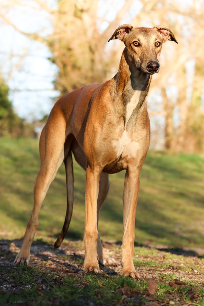 Inchydoney Memories - Chiot disponible  - Greyhound