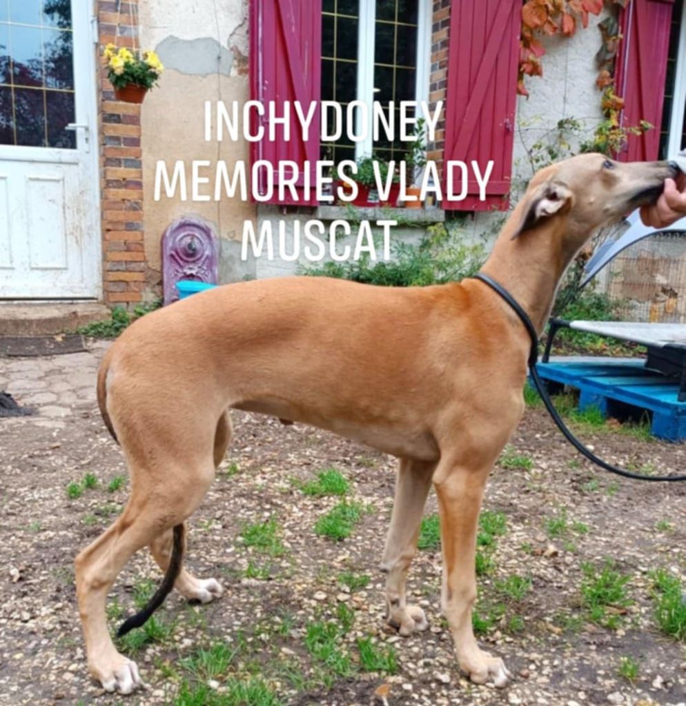 Inchydoney Memories - Chiot disponible  - Greyhound