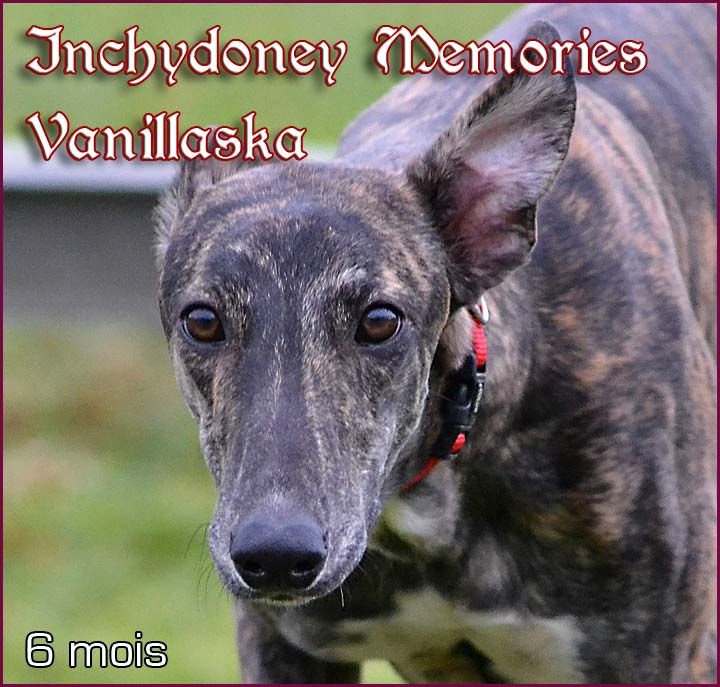 Inchydoney Memories - Chiot disponible  - Greyhound