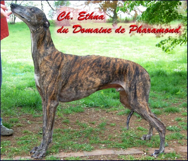 CH. Ethna Du domaine de pharamond