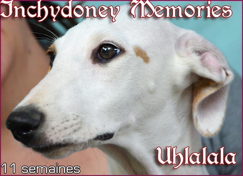 CH. Inchydoney Memories Uhlalala