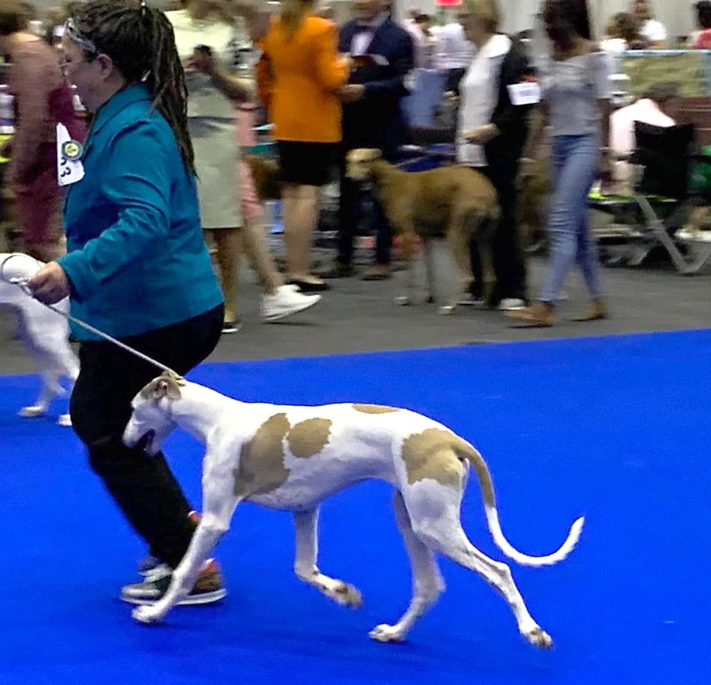 World Dog Show de Genève - part 1