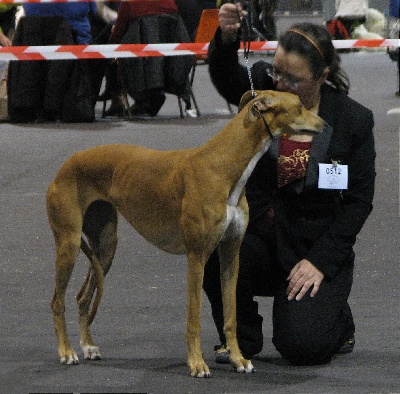 Inchydoney Memories - Premier CACIB pour Ljuba !