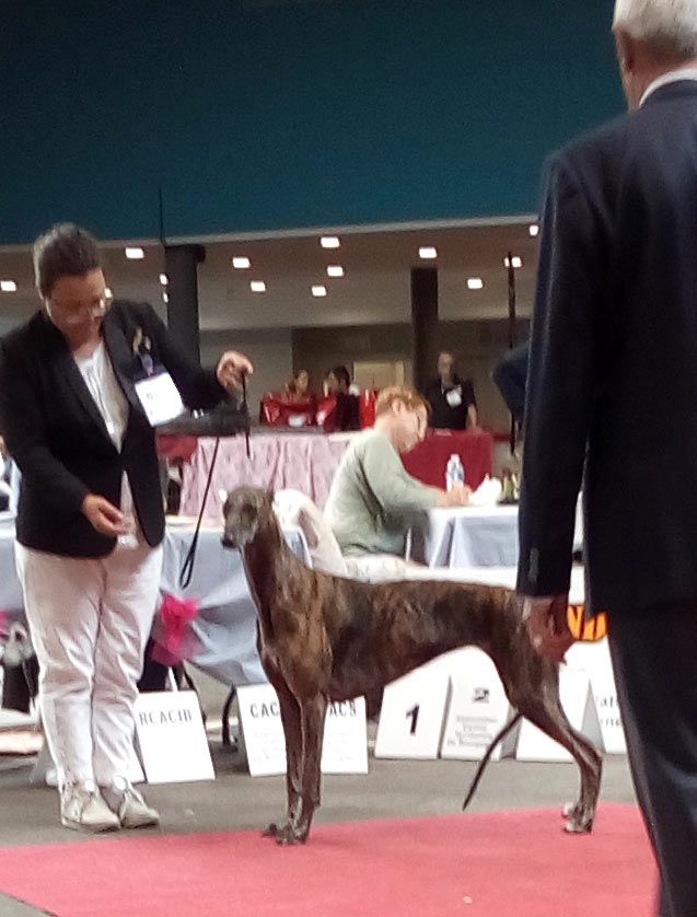 Inchydoney Memories - 1er CACIB pour Nana !