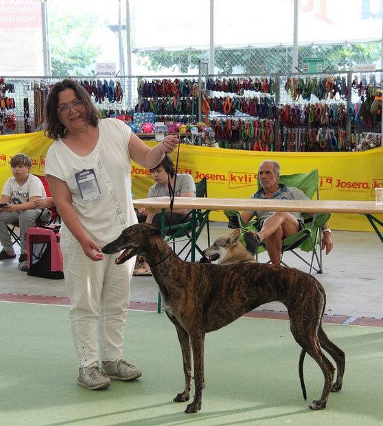 Inchydoney Memories - Nana qualifiée pour Crufts 2019 !