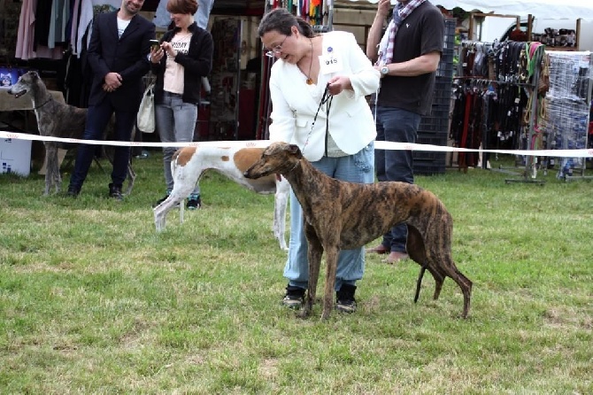 Inchydoney Memories - Bailleul sur Thérain, 2016, "Spécial Greyhound"