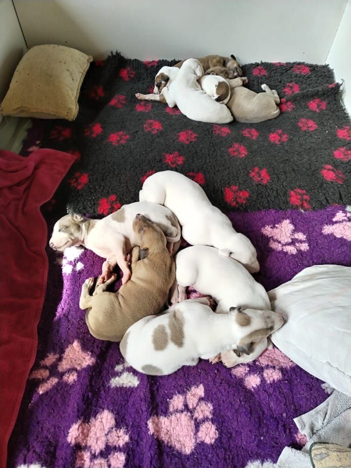 Inchydoney Memories - Les petits chiens prospèrent !