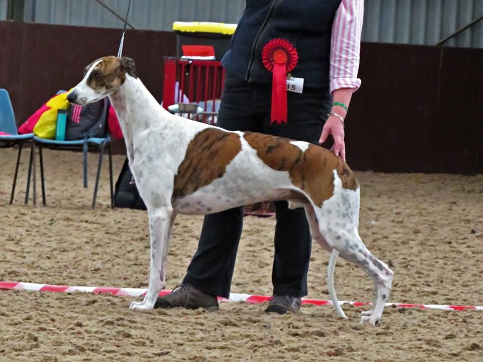 Inchydoney Memories - Patapouf Best in Show en Ecosse !