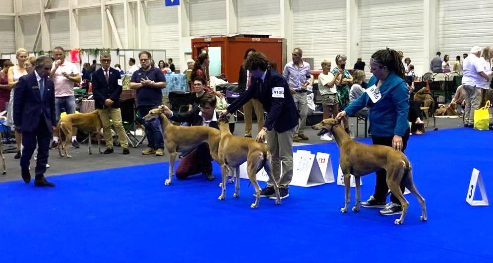 World Dog Show de Genève - part 2