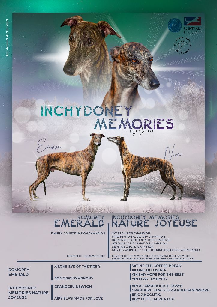 Chiot Greyhound Inchydoney Memories